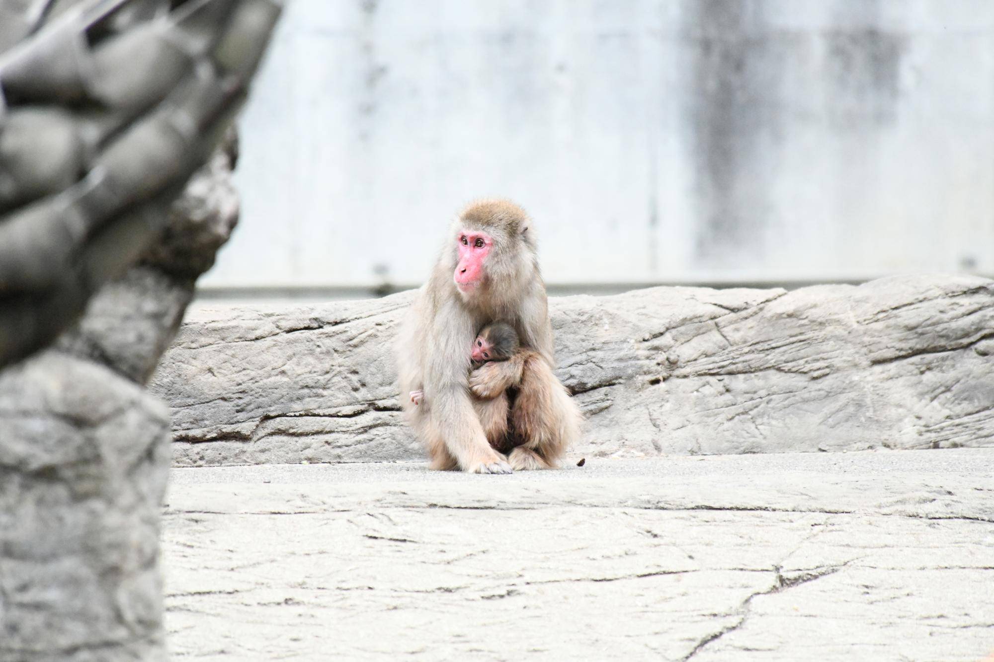 ミロが出産しました!の写真