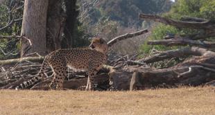 チーターブログ　クラリス、草原へ②