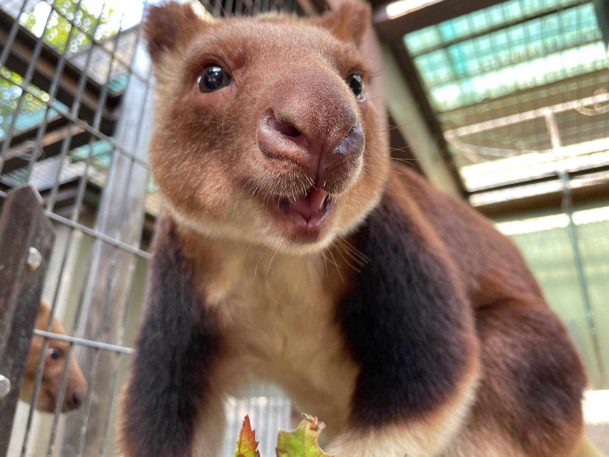 夏のセスジキノボリカンガルーの飼育員のとっておきタイムについての写真