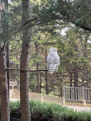 シロフクロウ