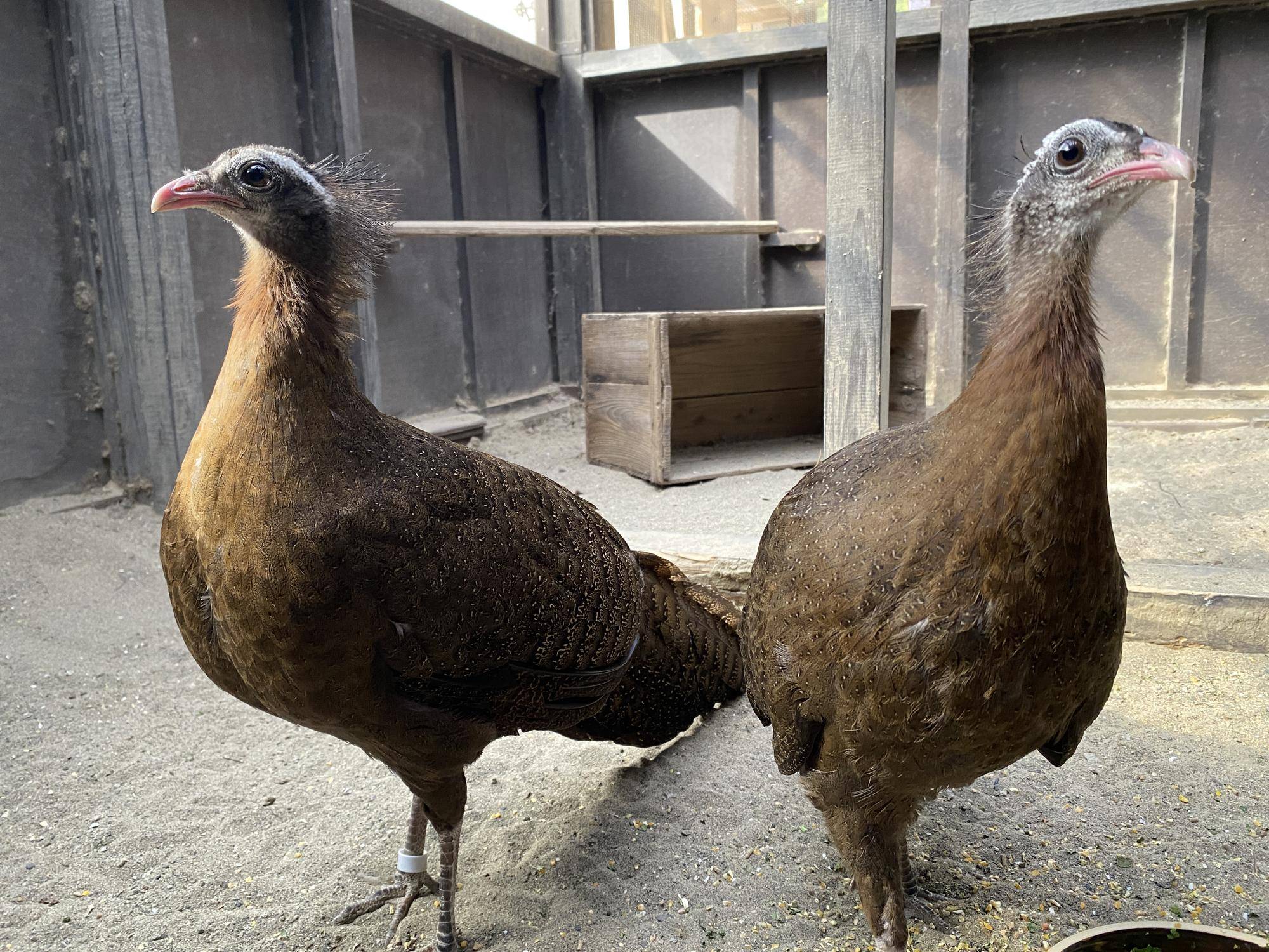 最近のカンムリセイラン舎🐤の写真