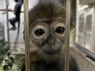 ユズぽん通信7　ちょんがりは今...