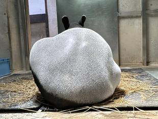 ★マレーバク　ロコの近況★