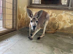 アカカンガルー　クニコ安らかに