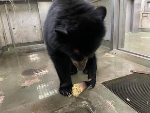 メガネ👓通信　春の味覚...？？