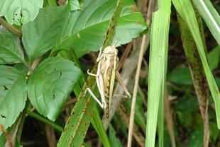 ～　身近な生きもの展　今週のピックアップ①　～