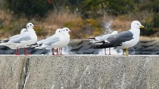 愛鳥週間！カモメ類の暮らす環境のこと