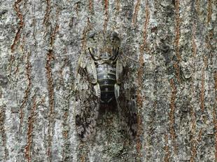 ~ 身近な生きもの展 今週のピックアップ⑨ ~