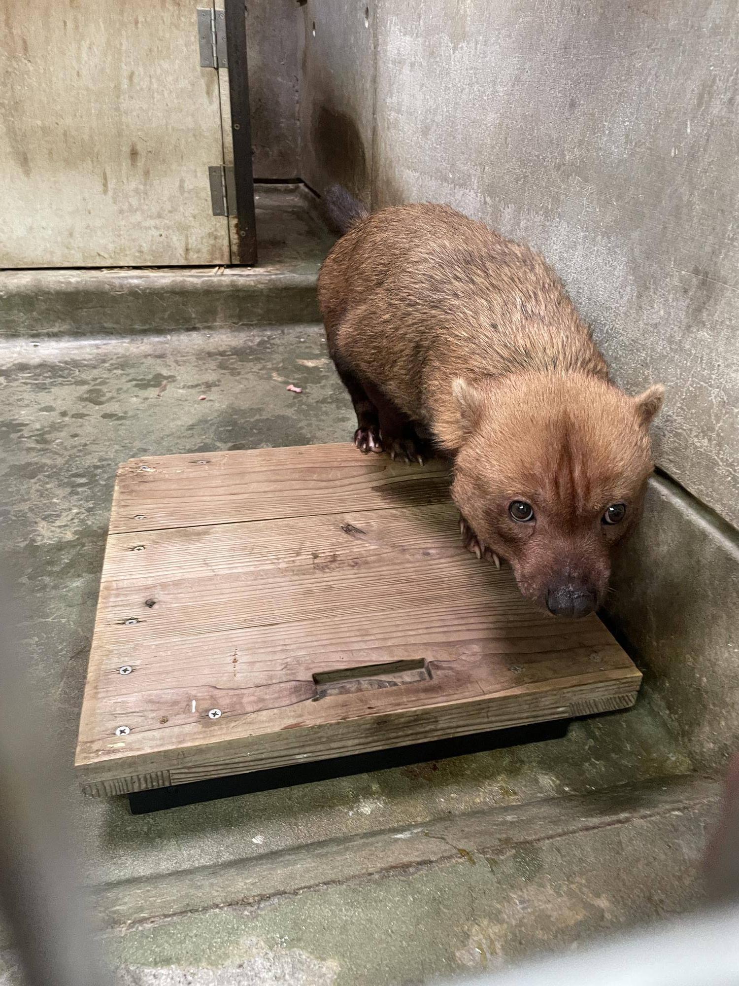 ヤブイヌ通信 カノン、できるようになったことの写真