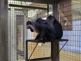 シシオザルの５月