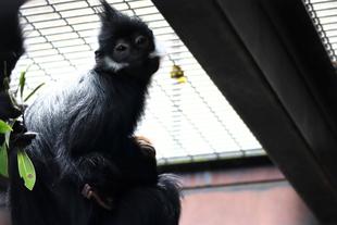 アマナツのお引越し