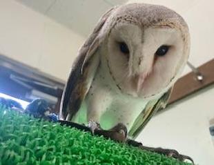 新人バードショー担当の奮闘