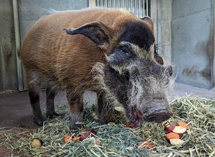 誕生日でした🐗