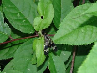 ~ 身近な生きもの展 今週のピックアップ⑤ ~