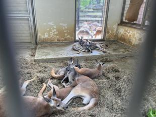 アカカンガルー飼育担当者の疑問