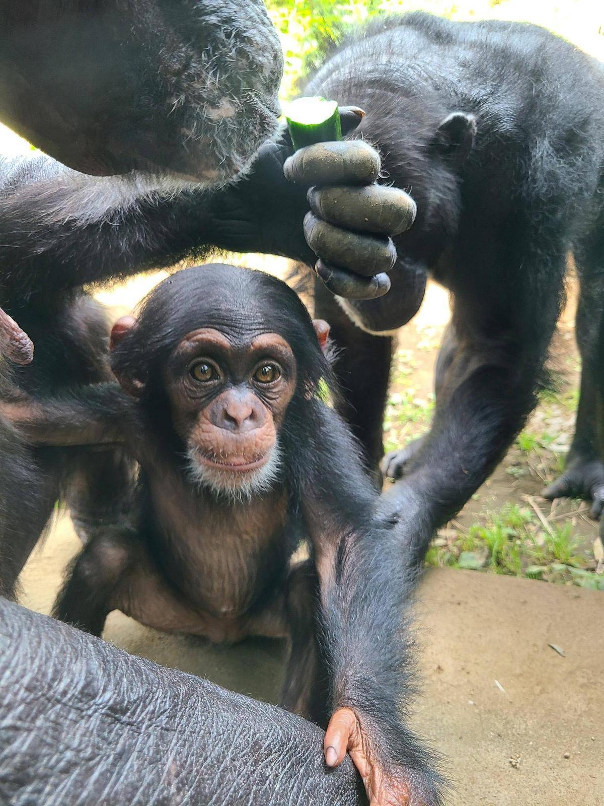 チンパンジー展示場がスッキリしました！|チンパンジーの森日記