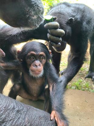 チンパンジー展示場がスッキリしました！