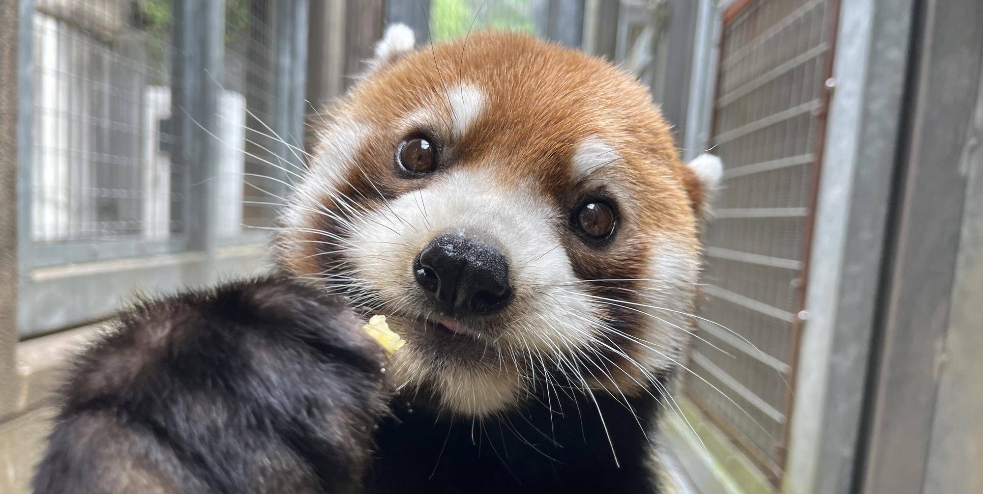 まめたろう8歳になりました🎊の写真