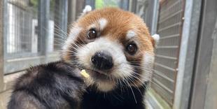 まめたろう8歳になりました🎊