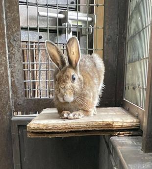 トウホクノウサギの「さつき」がやってきた🐇