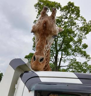 シマウマ号の車窓から　キリンのカルメン編