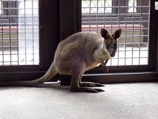 オグロワラビーのお引越し生活②