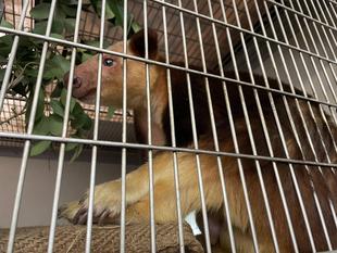 これ好き　キノボリ編