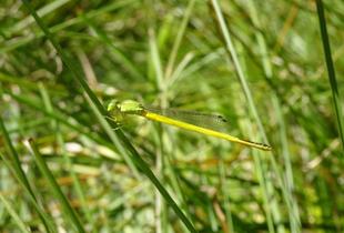 ~ 身近な生きもの展 今週のピックアップ⑦ ~