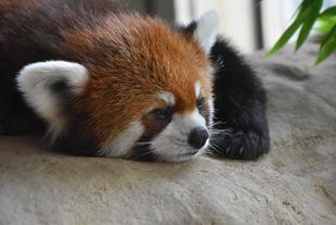 ヒナギク2歳になりました🎊