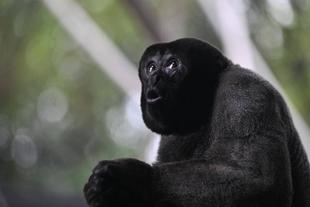 ウーリーモンキーのとっておきタイムをはじめました！