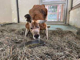 アカカンガルー　リクの最近