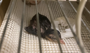 ベトナムキジのヒナ🐥2