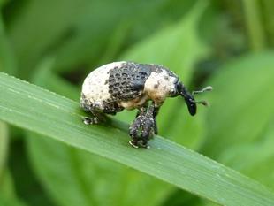 ~ 身近な生きもの展 今週のピックアップ⑧ ~