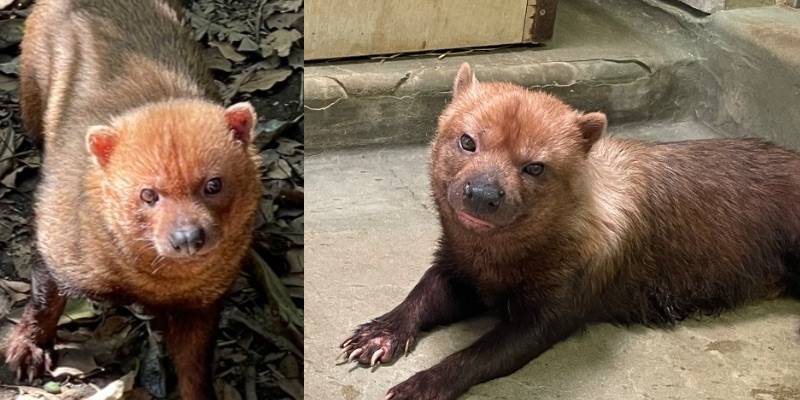 ヤブイヌ通信 ズーラシアのカノンと...紹介編の写真