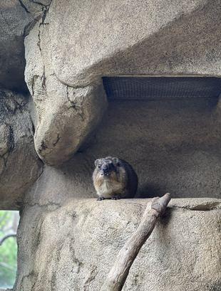 ありがとう、トロロ。