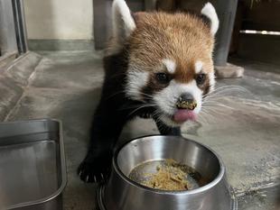 キク9歳になりました🎊