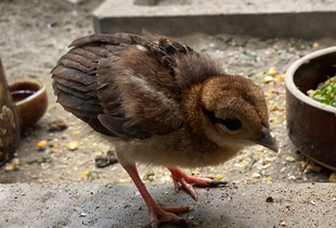 ベトナムキジのヒナ🐥