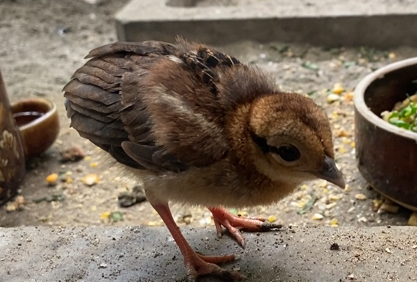ベトナムキジのヒナ🐥の写真
