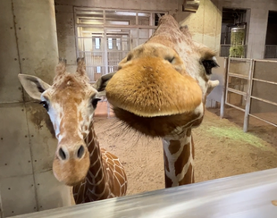 エマ　12歳になりました！