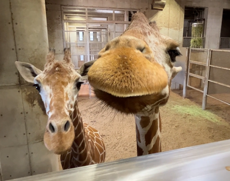 エマ 12歳になりました!の写真
