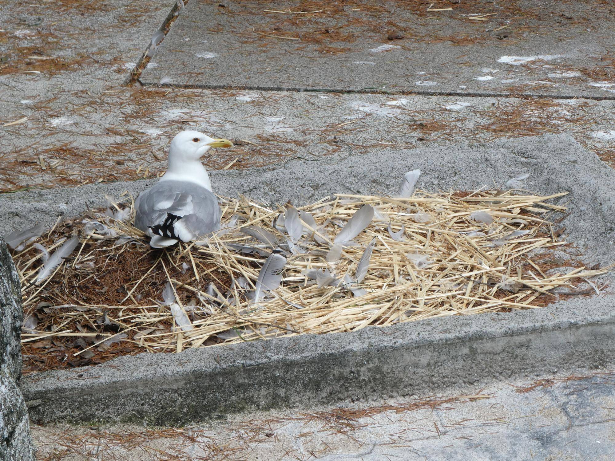 いろとりどり!な鳥の巣の写真