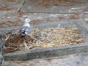 いろとりどり!な鳥の巣