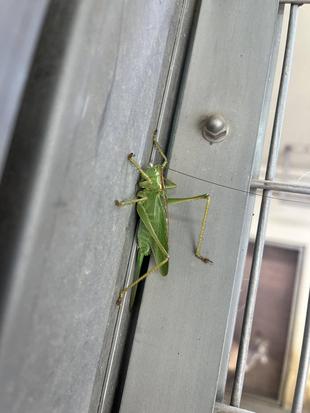 カンガルー舎のお客様