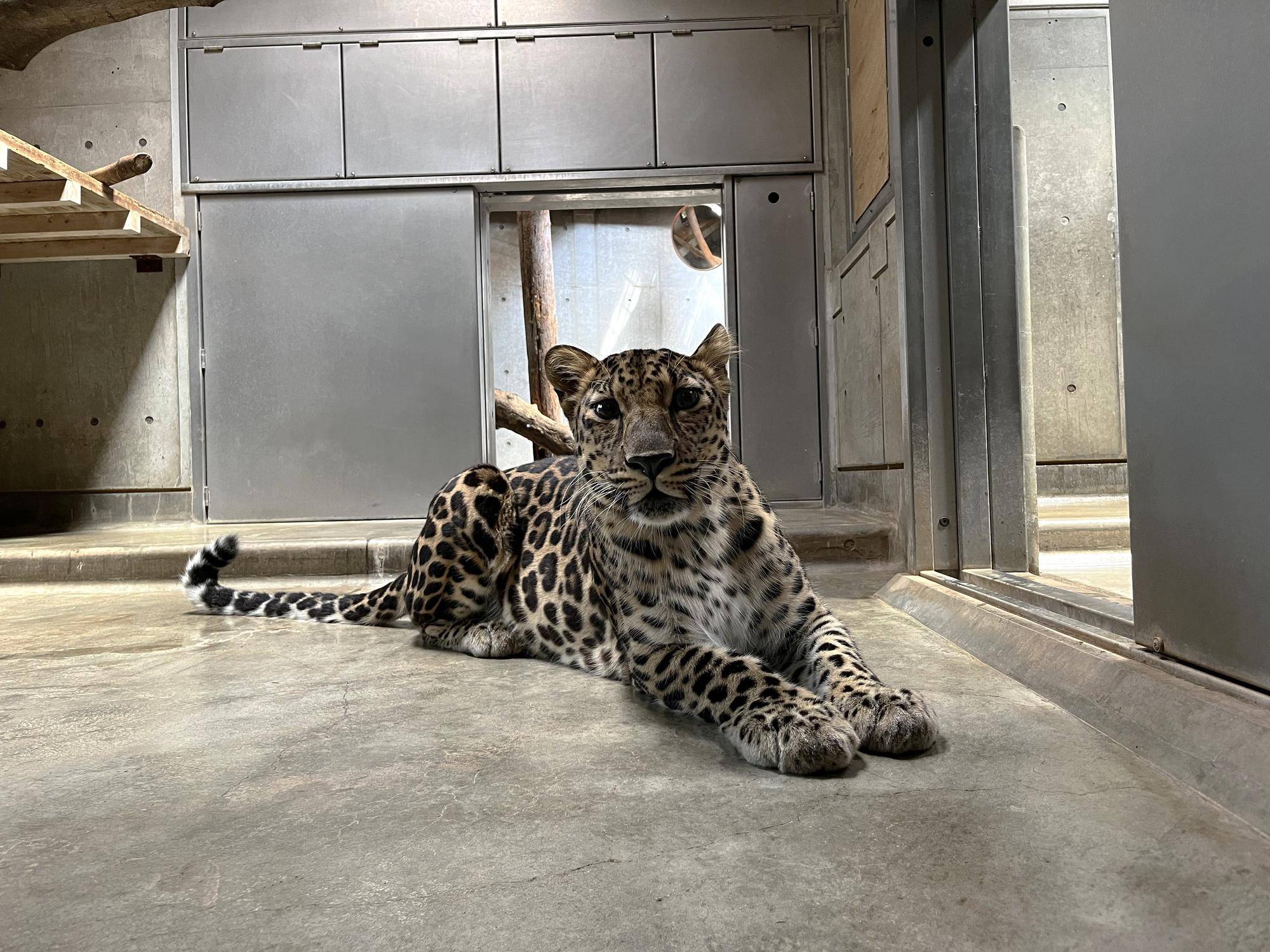 トライ、5歳になりました!の写真