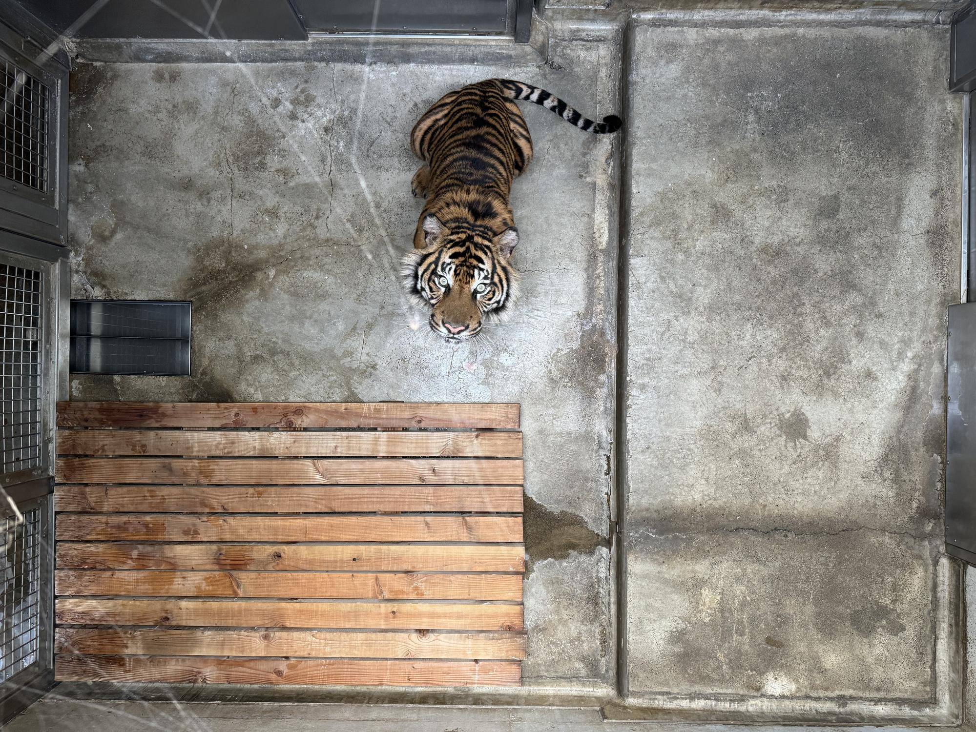トラの寝室、上から見ると?の写真