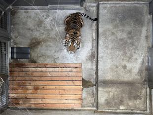 トラの寝室、上から見ると?