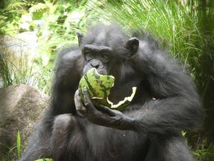 チンパンジーに旬のおやつをプレゼント（7月：スイカ）