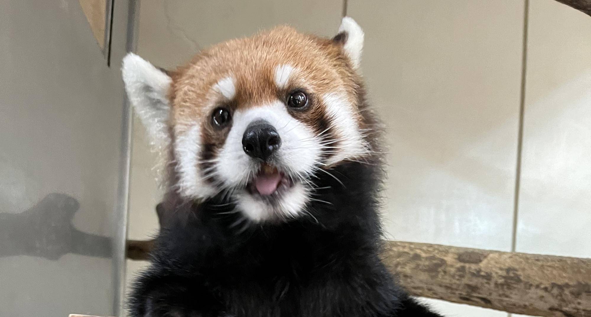 レッサーパンダのお知らせの写真