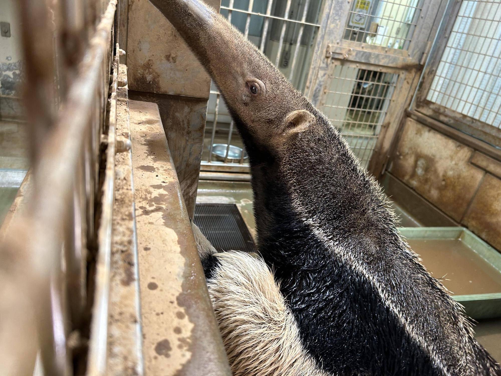 サエ、3歳になりました!の写真