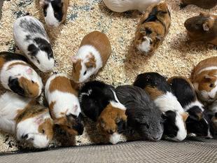 モルーティーン